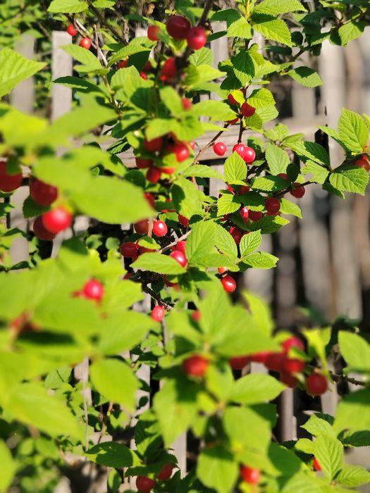 Продам дачу сад Березка