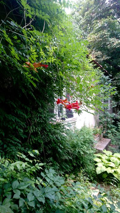 Planta-Floare: Trambita, Luleaua turcului, Trompeta turcului, Trompeta de Virginia, (Campsis Radicans)
