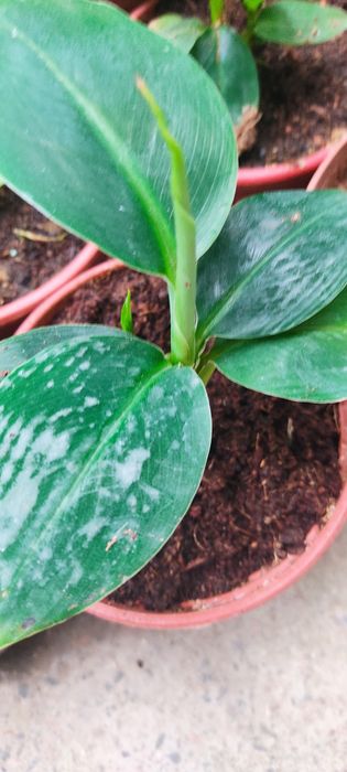 Саженцы сортового банана