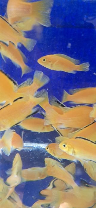 Калибри Лабидохромис эллоу