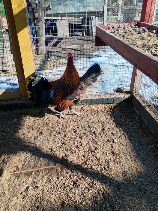 Găini pitice pereche