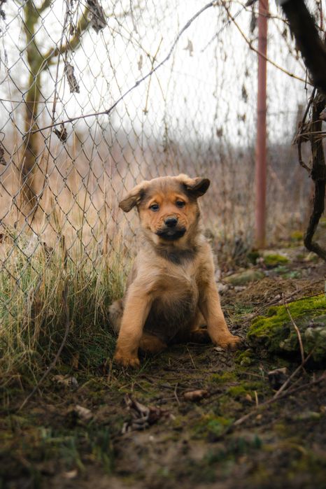 Catelusi in cautare de stapan  foarte jucausi