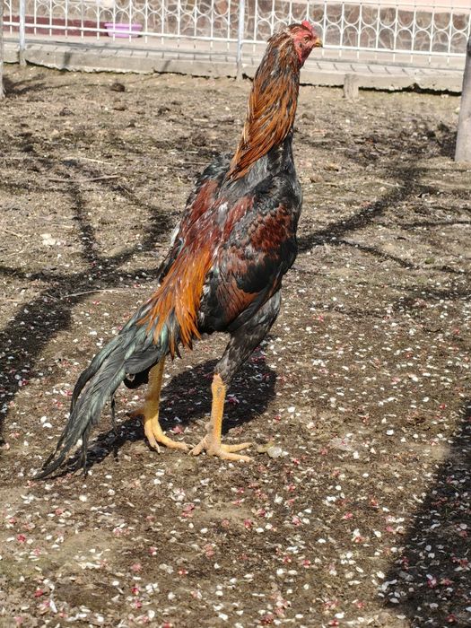 Dakan jójaxórozla sotiladi