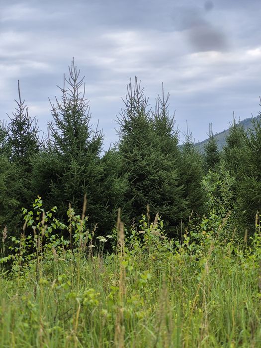 Питомник от ДЕДА предлогаеь: посадочный  материал. Ель сибирская