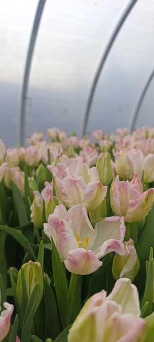 Тюльпаны на 8 марта оптом
