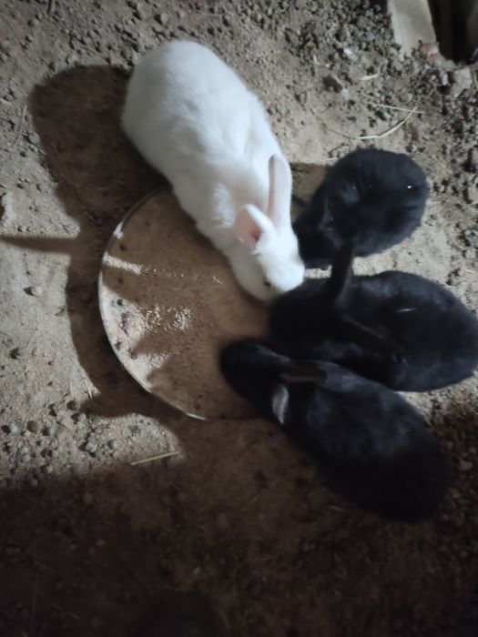 Quyon bolalari sotiladi