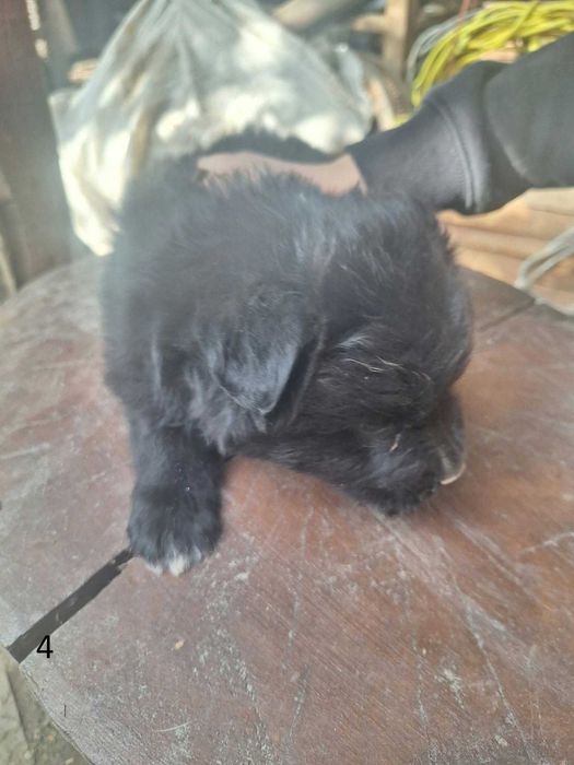 Catelusi Donatie