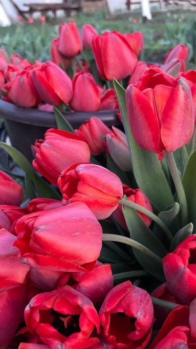 Тюльпаны свежие с огорода