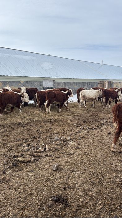 Телки2025 года белоноловые