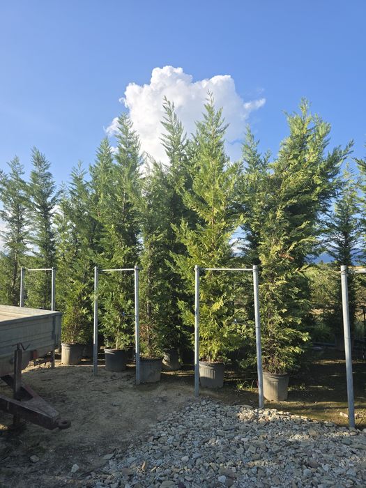 Leylandii chiparos