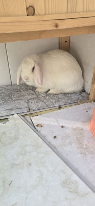 Assalomu aleykum. Quyon karlik sotiladi. 250000 dan