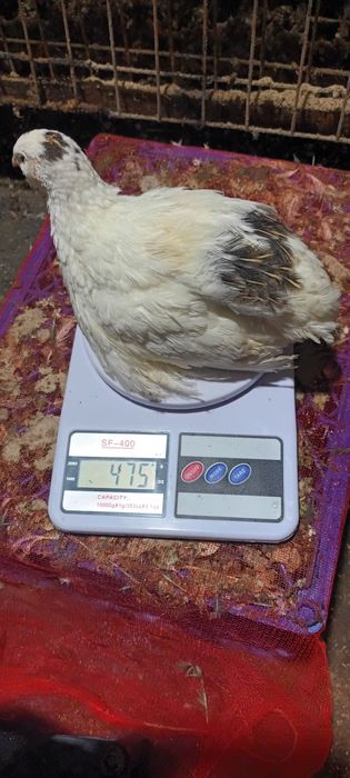 Bedona belli gigant zoti qoni toza 500 550 gramlik Maskuvadan op kegan