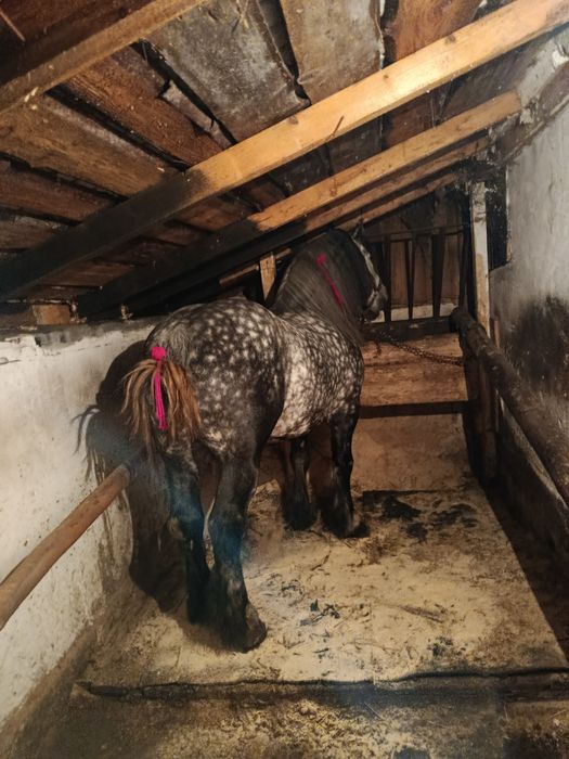 De vânzare harmasar de 5 ani