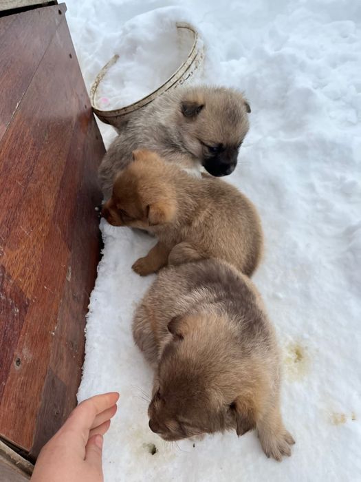 Щенки продаются