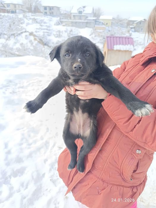 Отдам щенков даром