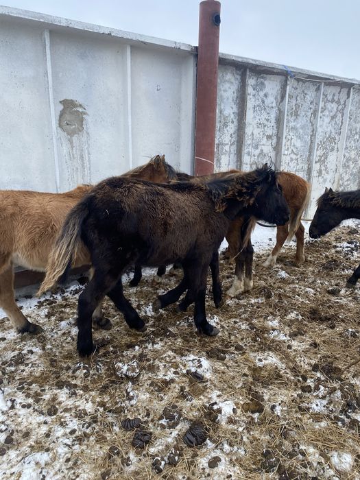 6 бас жабагы сатам