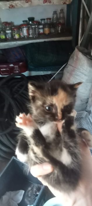 Котята в хорошие руки