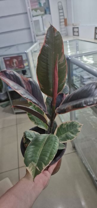 Комнатные цветы в наличии