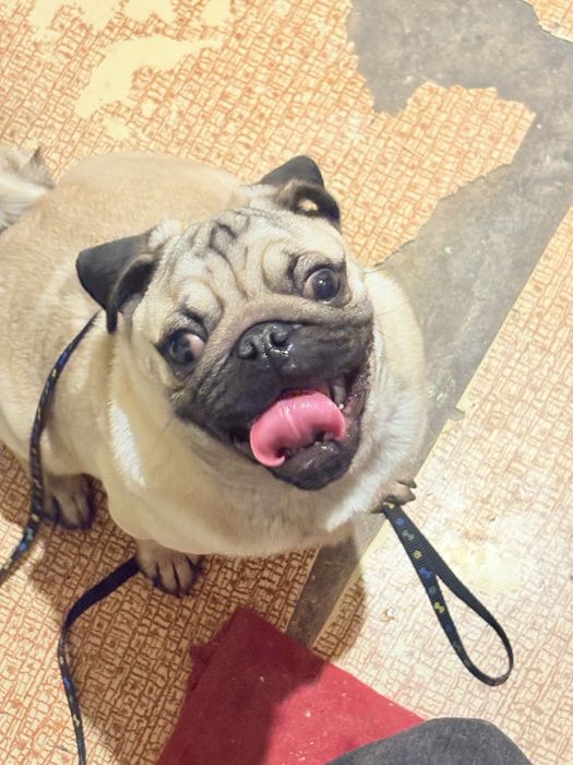 продаётся мопс чистокровный 7 месяцев