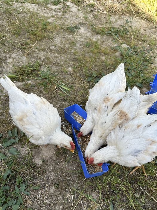 2.5 oylik jojalar sotiladi 4 ta dona