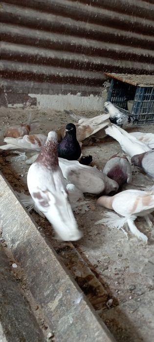 Голуби Племяные распродажа
