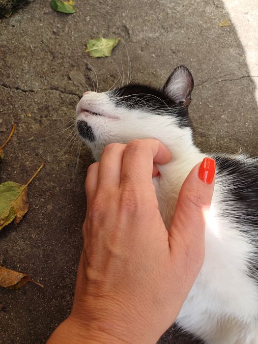 Търси дом - нежна домашна котка