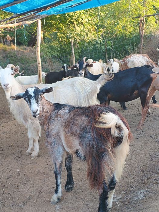 Vând ieduțe  de un an și doi ani și 15 tapi