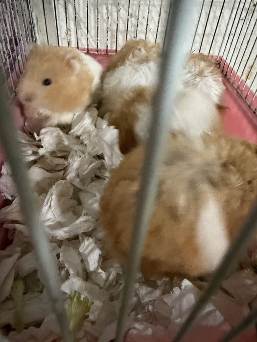 Хамстери за продажба!