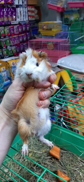 Продам Морские свинки