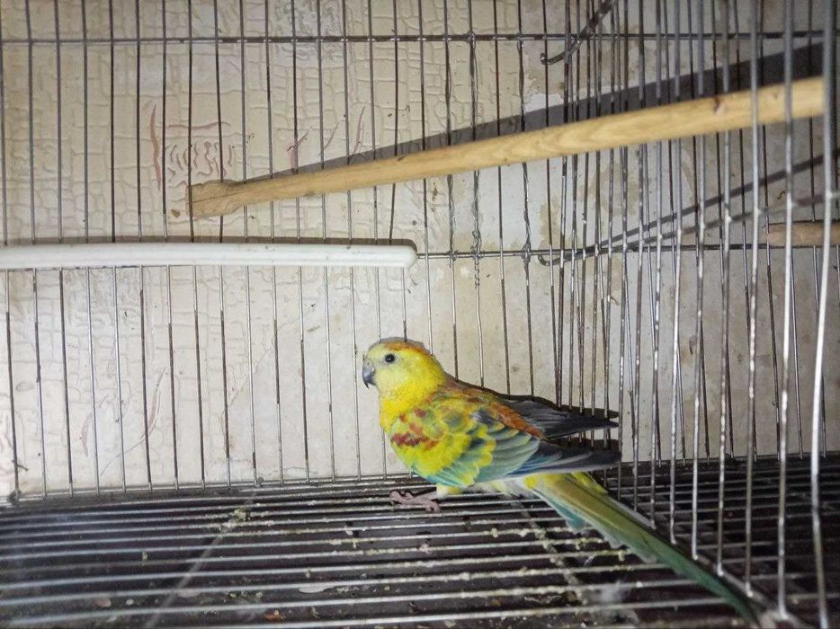 ПЕВЧИЙ. Попугай певчий