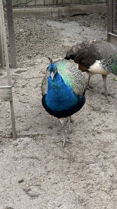 Vand paun sau pauni tineri pereche sau separat