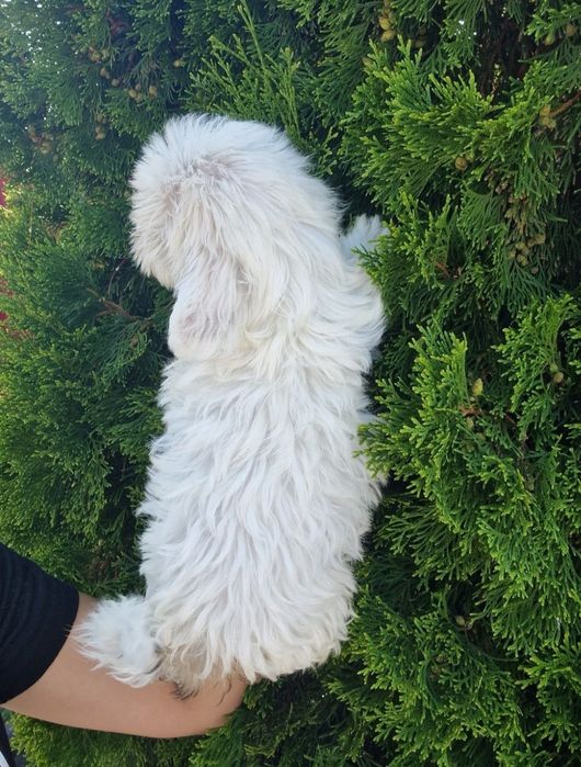 Baietel shih tzu
