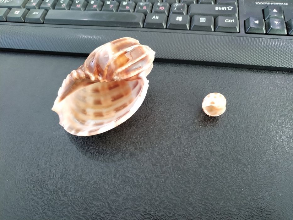 Морская ракушка для аквариума