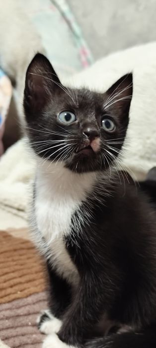 Отдам котёнка 1,5 месяца