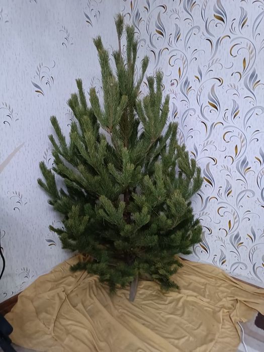 Живая елка с доставкой