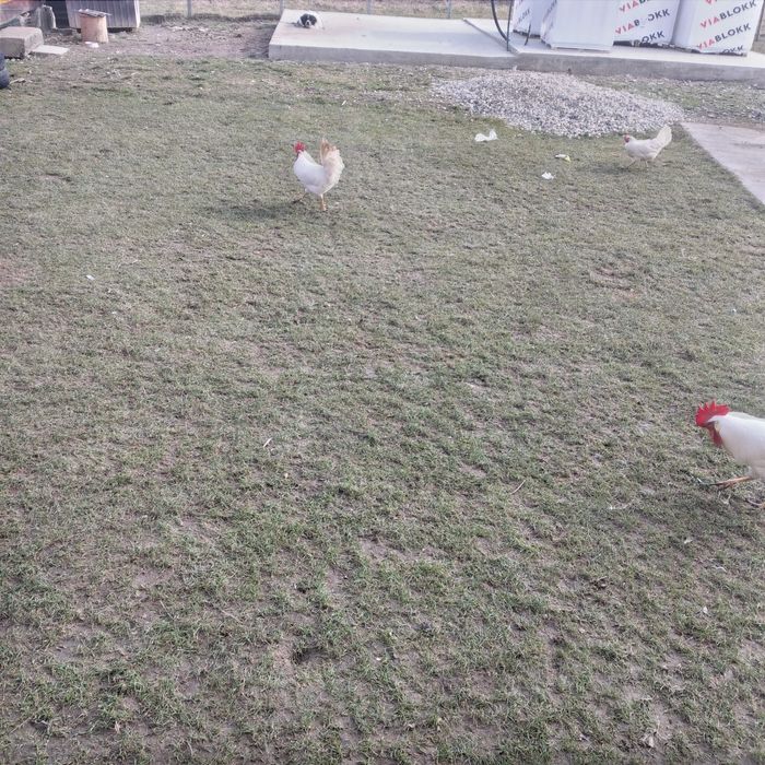 Vînd ouă, pentru incubat, rasa de găini Leghorn și un cocoș tot Leghor