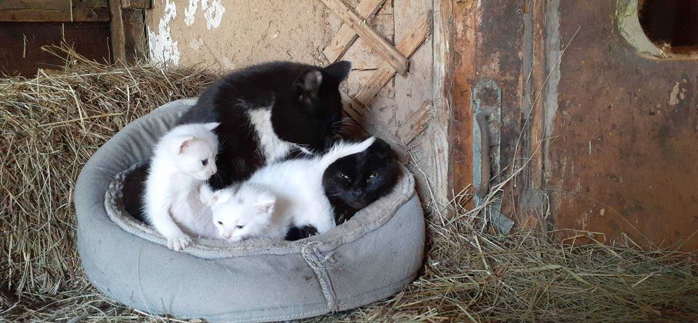 Дарю, успей забрать котика!
