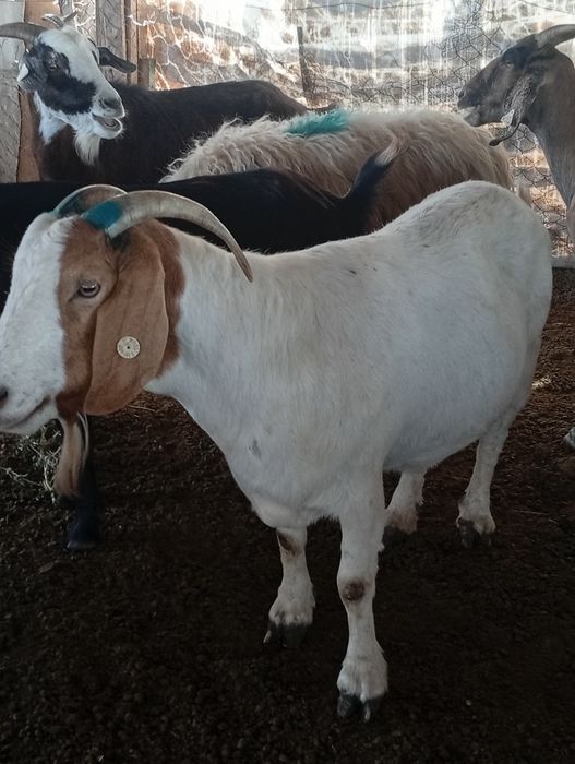 4 capre și o iada originale boier toate tinere