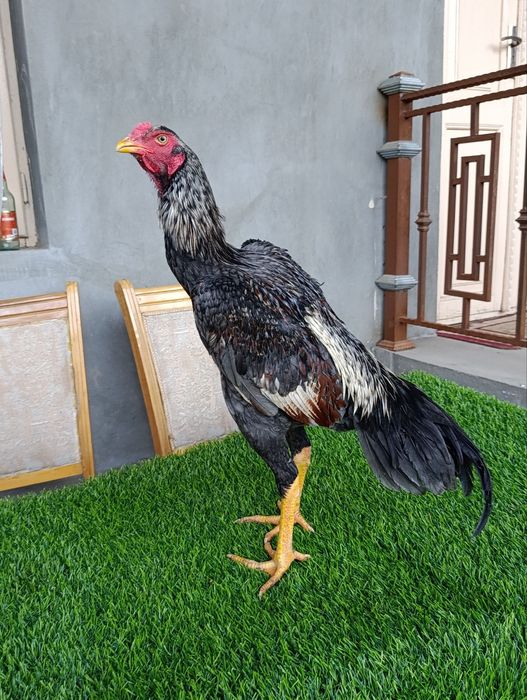 Dakan xoroz sotiladi