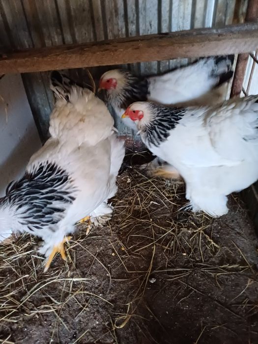 Vind porumbei si gaini plus cocosi