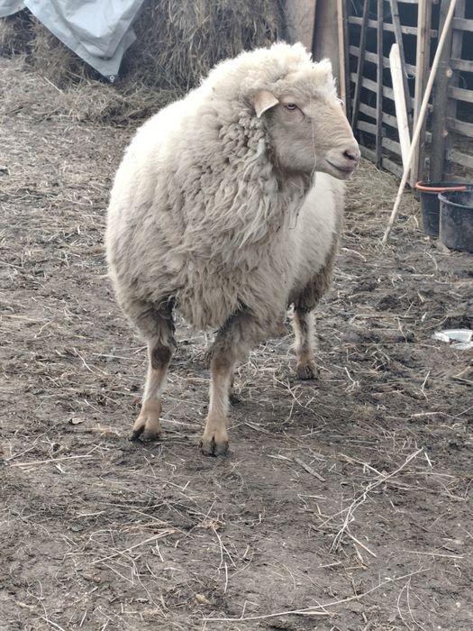 Berbec tigaie ruginie talie mare