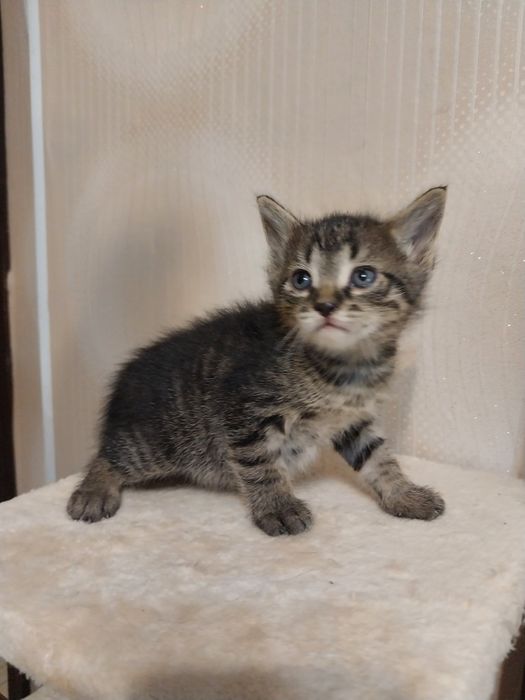 Котята маленькие мальчики