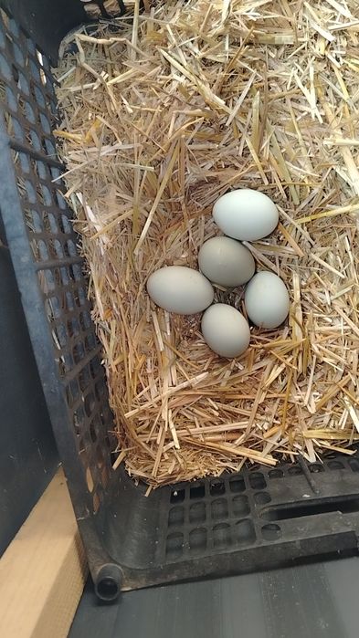 Марг'илон Ухаюл тухумига закас оламиз