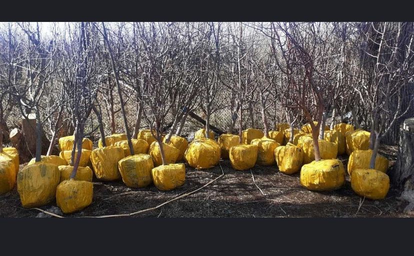 Продается крупномеры саженцы персика