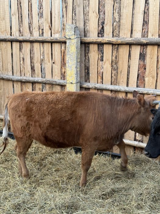 Продам 3 телки с откорма