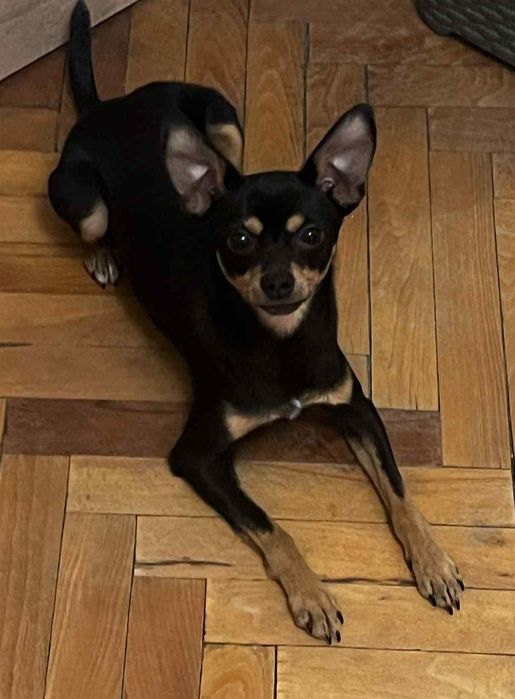 Домашен любимец Пинчер с Чихуа