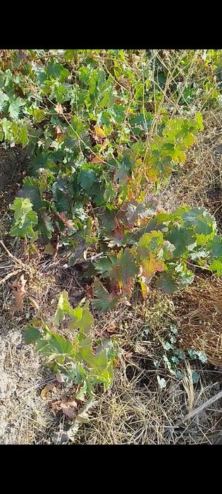 Kishmish kóchat 100% ishinchli SÓQOQ da