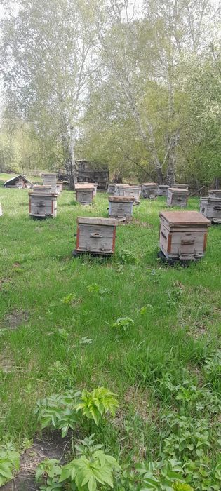 Продам ульи, сушь и пчеловодный инвентарь