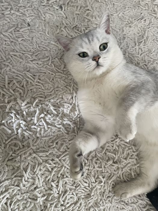 Britan serebristiy shinshilla sotiladi