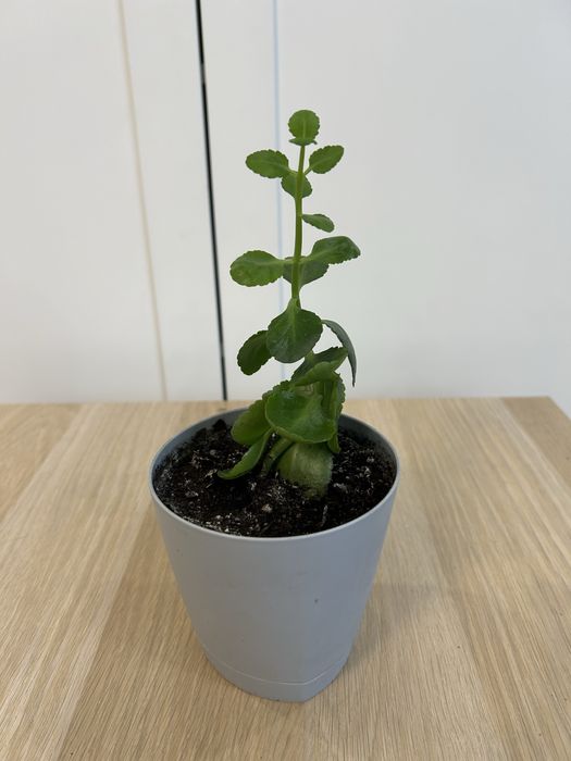 Каланхоэ комнатные цветы